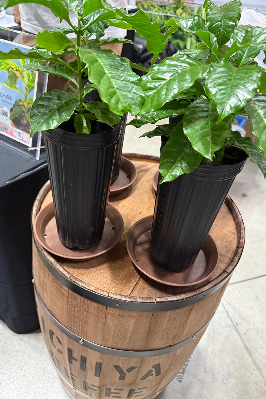 会場には、国産のコーヒーの木も！実を収穫するにはあと3年かかるとのこと